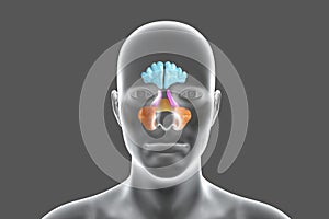 Anatomy of paranasal sinuses photo