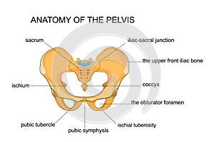 Anatomy of the pelvis