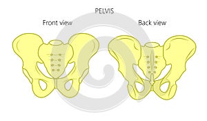 Anatomy_Pelvis front and back view