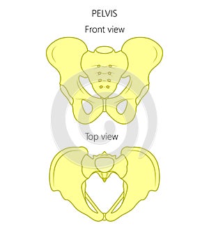 Anatomy_Pelvis front and top view