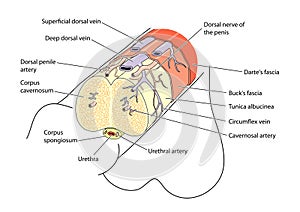 Anatomy of the penis photo