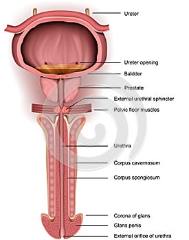 Anatomy penis, prostate and bladder, 3d medical vector illustration