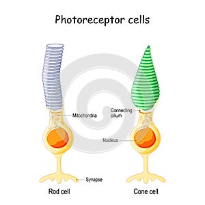 Anatomy of Photoreceptor cells