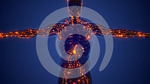 Anatomy and physiology of the lymphatic system