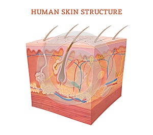 Anatomy and Physiology of the Skin