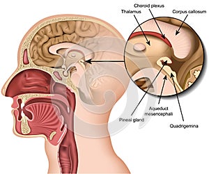 Anatomy pineal gland medical vector illustration isolated on white background