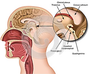 Anatomy pineal gland medical vector illustration isolated on white background photo