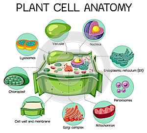 Anatomy of plant cell Biology Diagram