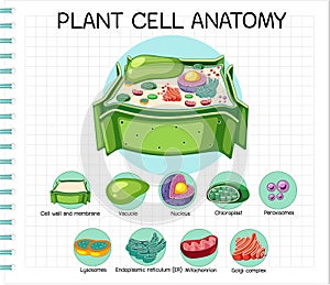 Anatomy of plant cell (Biology Diagram