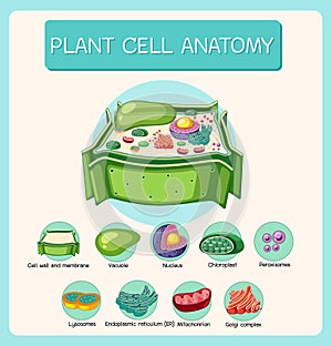 Anatomy of plant cell (Biology Diagram