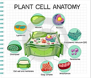 Anatomy of plant cell (Biology Diagram