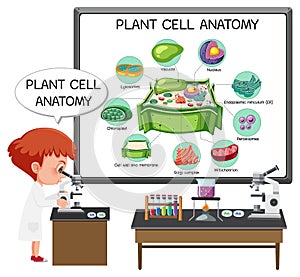 Anatomy of plant cell Biology Diagram