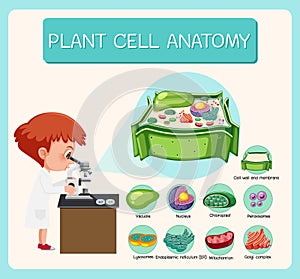 Anatomy of plant cell Biology Diagram