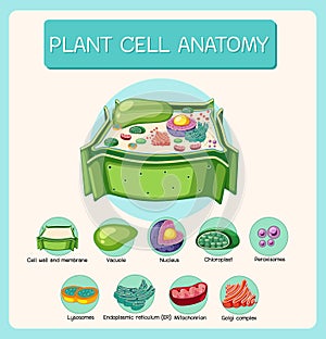 Anatomy of plant cell (Biology Diagram photo