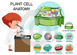 Anatomy of plant cell (Biology Diagram photo