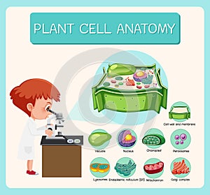 Anatomy of plant cell Biology Diagram photo