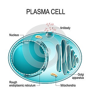 Anatomy of a Plasma cell, or B cell, or plasmocyte.