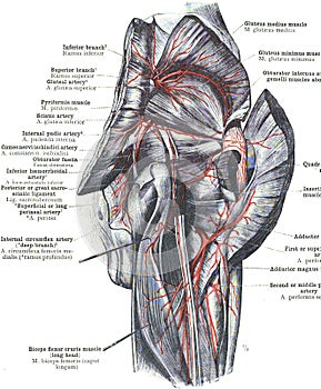 Anatomy of popliteal artery on a white background photo