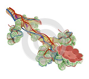 Anatomy - Pulmonary Alveoli