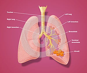 Anatomy of respiratory tract