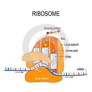 Anatomy of a ribosome. The Interaction of a Ribosome with mRNA. photo