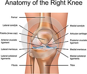 Anatomy of the Right Knee photo