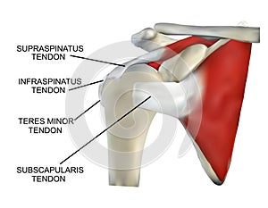 Anatomy of the Rotator Cuff Muscles