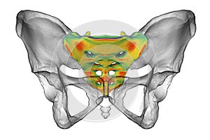 Anatomy of the sacrum bone, showcasing its intricate details and features, 3D illustration