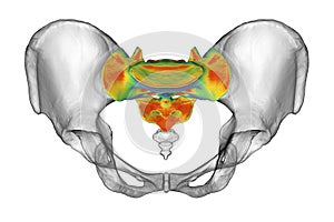 Anatomy of the sacrum bone, showcasing its intricate details and features, 3D illustration