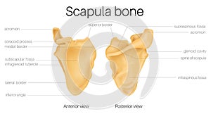 Anatomy of the scapula