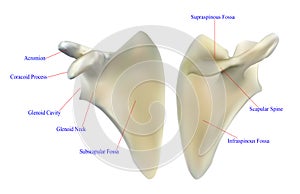 Anatomy of the scapula