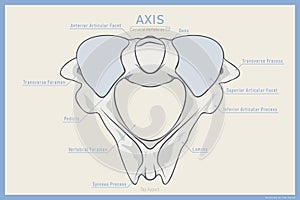 Anatomy of the Second Cervical Vertebra. Axis C2 Top View. Illustration for Education. Anatomy in English Translation photo