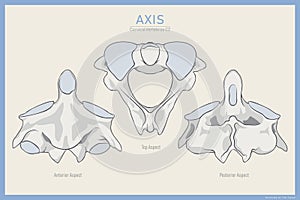 Anatomy of the Second Cervical Vertebra. Axis C2 Anterior, Posterior and Top View. Illustration for Education