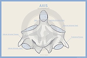 Anatomy of the Second Cervical Vertebra. Axis C2 Anterior View. Illustration for Education. Anatomy in English Translation