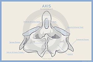 Anatomy of the Second Cervical Vertebra. Axis C2 Posterior View. Illustration for Education. Anatomy in English Translation