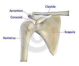 Anatomy of the shoulder bone