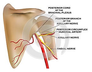 Anatomy of shoulder bone