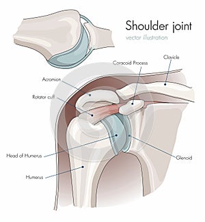 Anatomy of the shoulder joint, labeled. photo