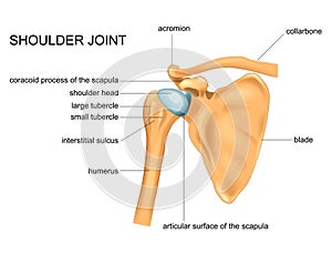 Anatomy of the shoulder joint photo