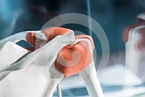 Anatomy of the shoulder