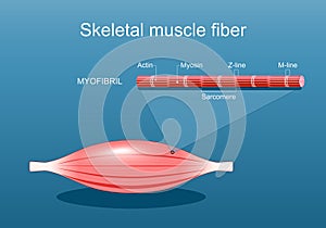 Anatomy of a Skeletal muscle fiber. Myofibril structure