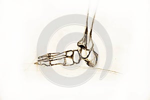Anatomy Skeleton. Drawing studio works