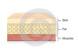 Anatomy of Skin layer, fat cell and muscle layer in vector style.