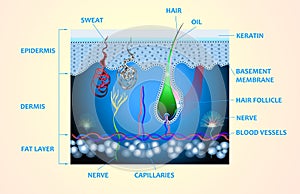 Anatomy of the skin and the layers and elements that compose it.