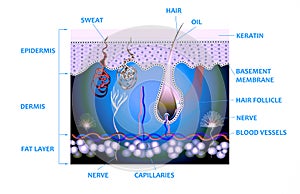 Anatomy of the skin and the layers and elements that compose it.