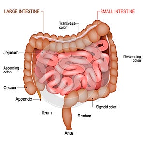 Anatomy of a Small Intestine and large bowel