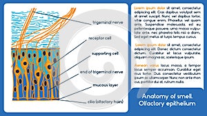 Anatomy of smell. Olfactory epithelium. photo