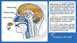 Anatomy of smell. From olfactory region to olfactory bulb. photo