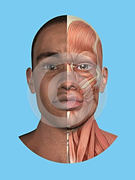 Anatomy split view of face.