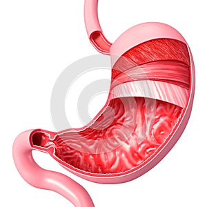 Anatomy of stomach cut section photo